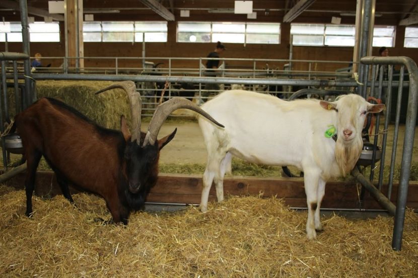 doi tapi-jh67 - Rase de capre vaci oi poze noi 2017 2018