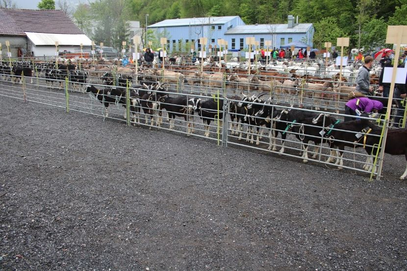 Fara cuvinte desigur,,,, - Rase de capre vaci oi poze noi 2017 2018