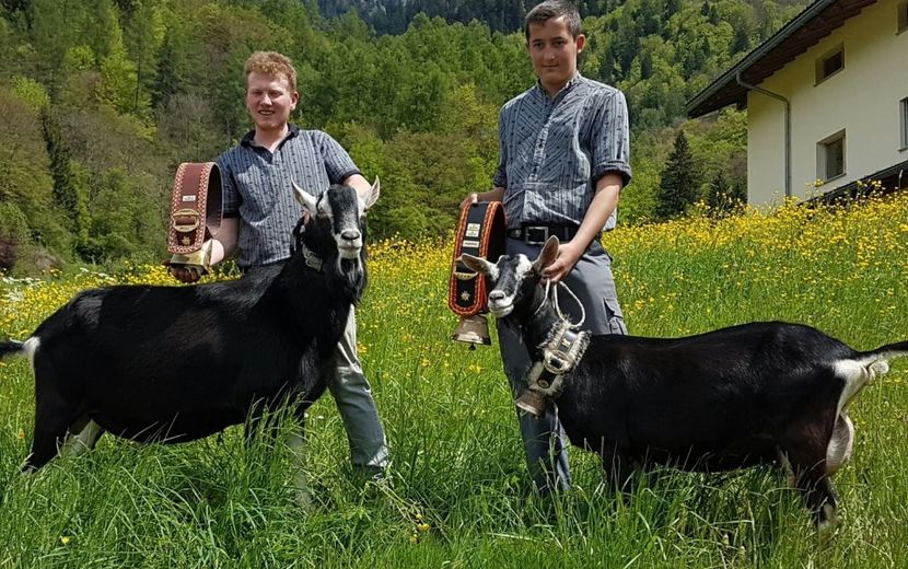 Fara cuvinte-4f6g - Rase de capre vaci oi poze noi 2017 2018