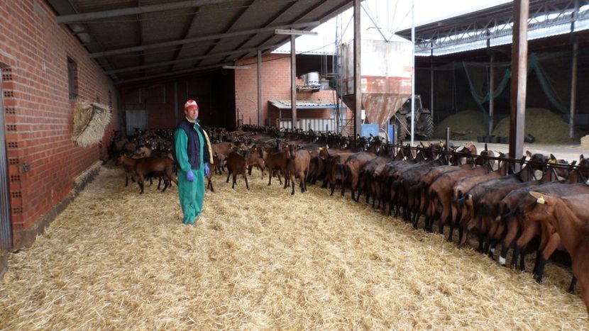 Ferma capre Spania - Rase de capre vaci oi poze noi 2017 2018