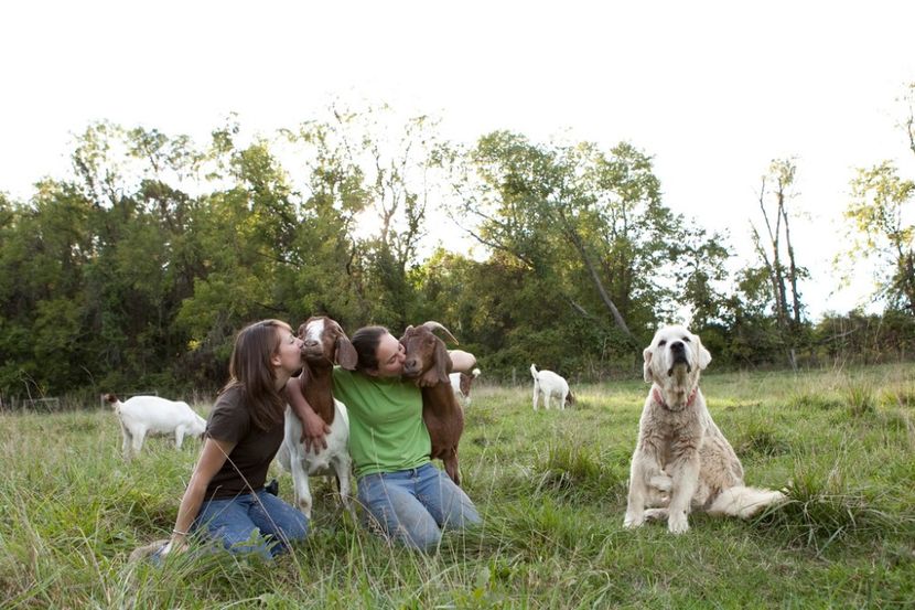 fetele cu caprele Boer-5bk - Rase de capre vaci oi poze noi 2017 2018