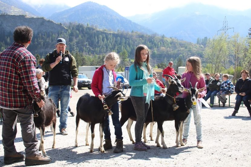 fetitele cu capritele-by7 - Rase de capre vaci oi poze noi 2017 2018