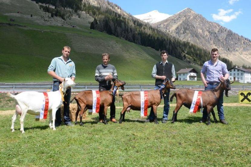 Frumosi castigatorii-r433 - Rase de capre vaci oi poze noi 2017 2018