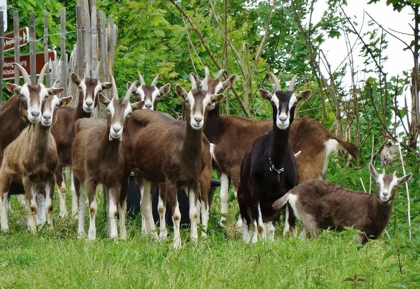 Frumuseti bune de lapte-5bv - Rase de capre vaci oi poze noi 2017 2018