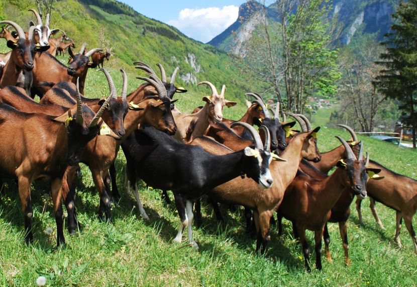 frumuseti de capre-u76 - Rase de capre vaci oi poze noi 2017 2018