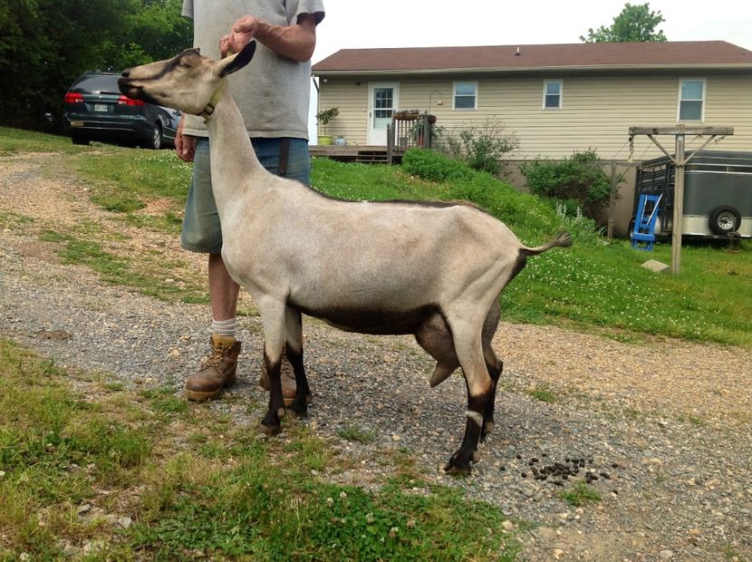 Frumusica caprita-h76 - Rase de capre vaci oi poze noi 2017 2018