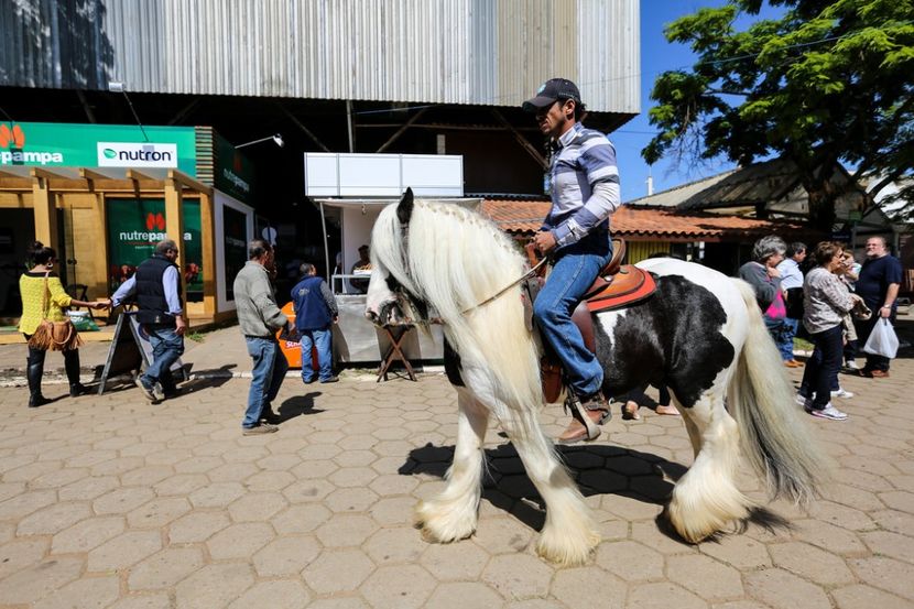 Gipsy frumos-g65 - Rase de capre vaci oi poze noi 2017 2018