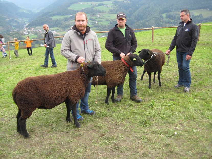 Grasune oitele-zj77 - Rase de capre vaci oi poze noi 2017 2018