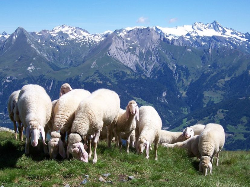 Grasutele-6h3 - Rase de capre vaci oi poze noi 2017 2018