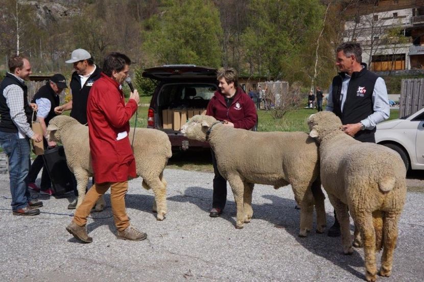 Greii castigatori-g65 - Rase de capre vaci oi poze noi 2017 2018