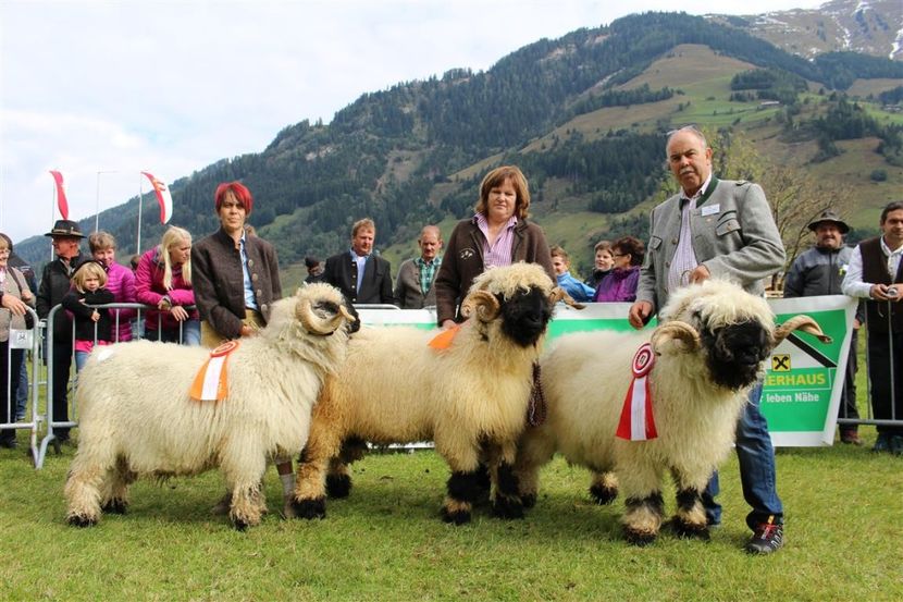 Gruppe 1 (Mittel) - Rase de capre vaci oi poze noi 2017 2018