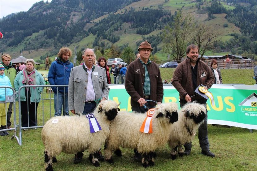 Gruppe 11 (Mittel) - Rase de capre vaci oi poze noi 2017 2018