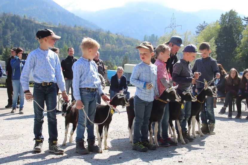 Iedutele Alpine britanice cu copii - Rase de capre vaci oi poze noi 2017 2018