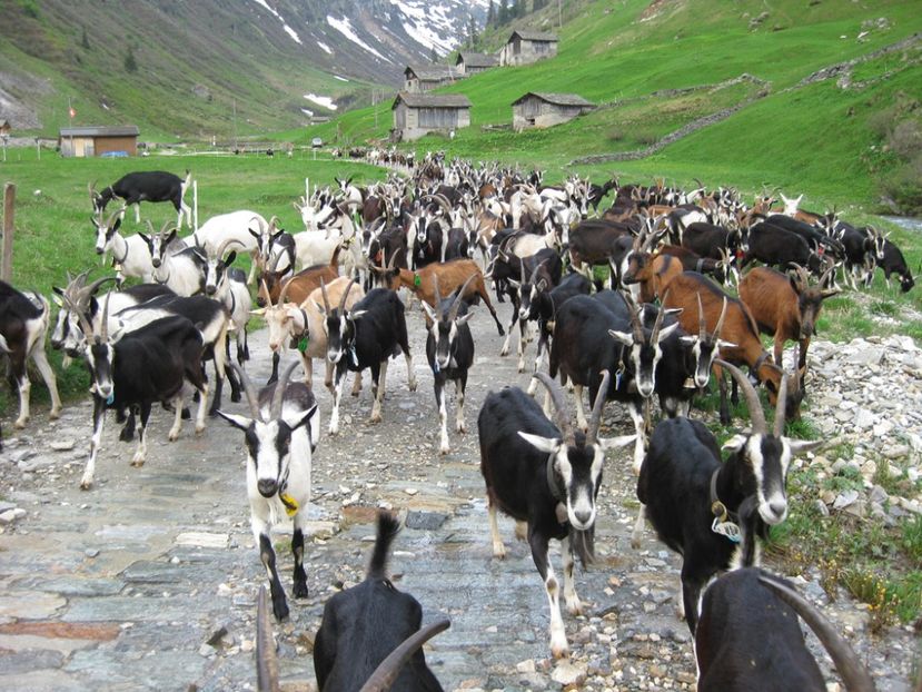  - Rase de capre vaci oi poze noi 2017 2018