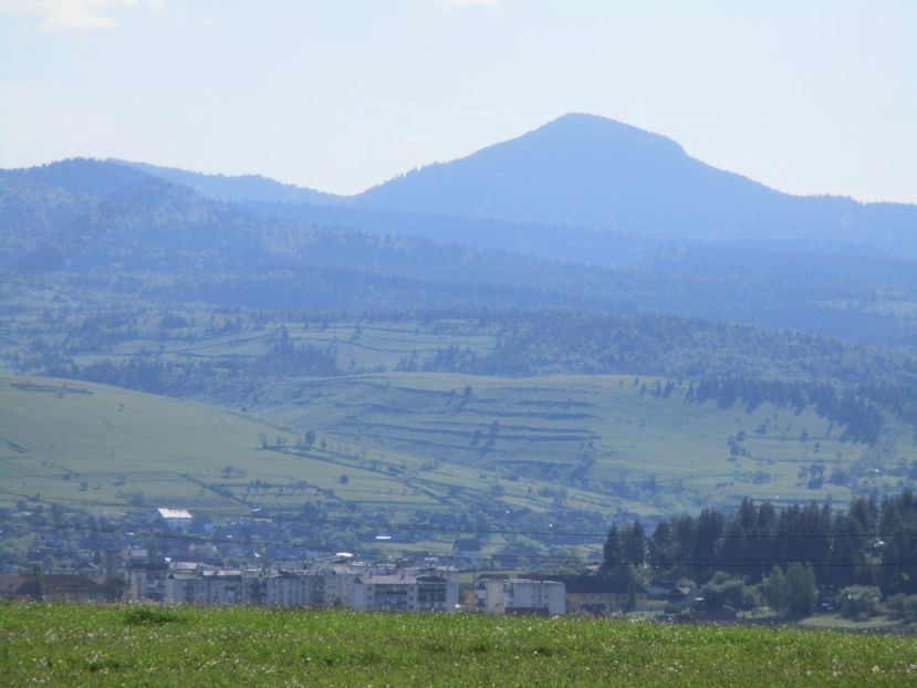  - Rase de capre vaci oi poze noi 2017 2018