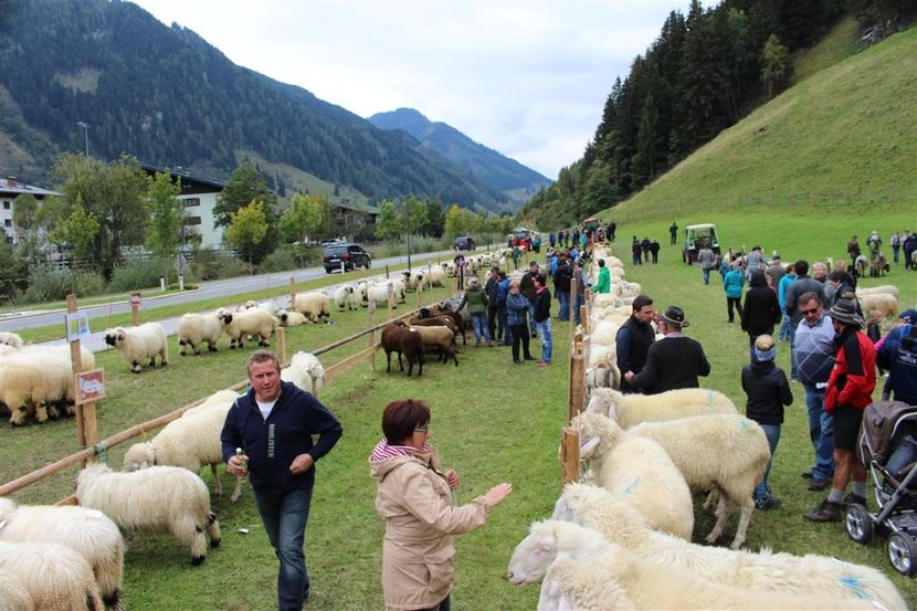  - Rase de capre vaci oi poze noi 2017 2018