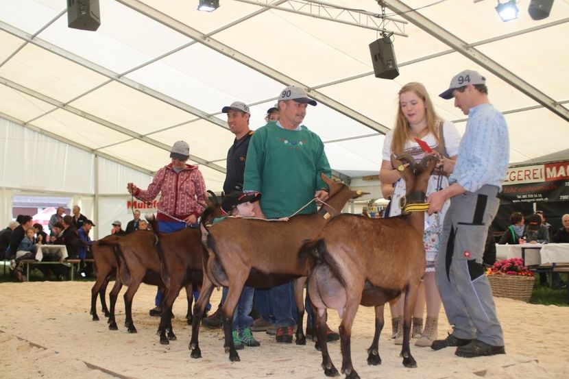  - Rase de capre vaci oi poze noi 2017 2018