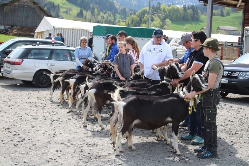  - Rase de capre vaci oi poze noi 2017 2018