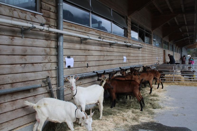  - Rase de capre vaci oi poze noi 2017 2018