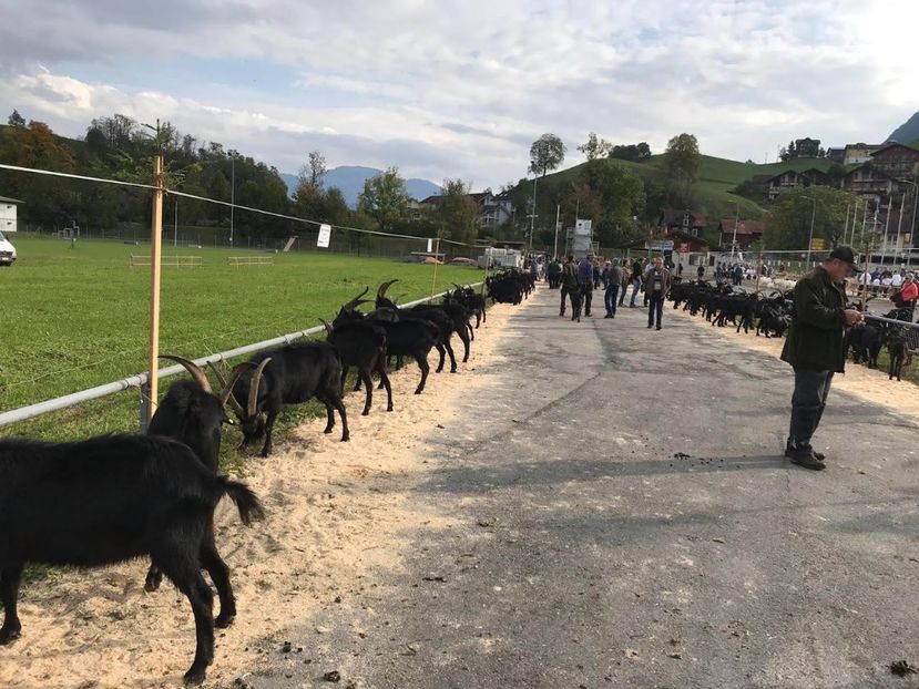 IMG-20181007-WA0008 - Rase de capre vaci oi poze noi 2017 2018