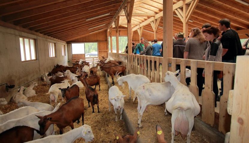 in vizita la o ferma familiala de capre - Rase de capre vaci oi poze noi 2017 2018