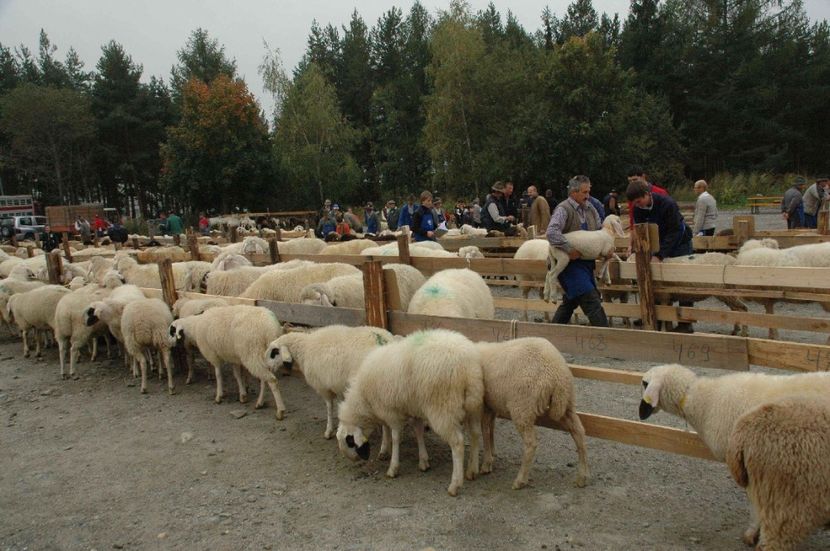 La cumparat miei frumosi - Rase de capre vaci oi poze noi 2017 2018