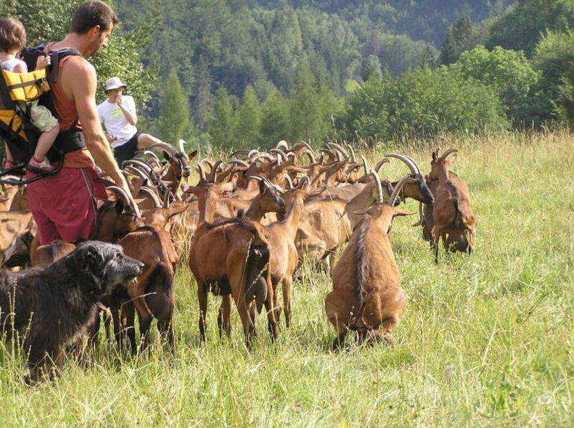la pascut cu Alpinele-dt67 - Rase de capre vaci oi poze noi 2017 2018