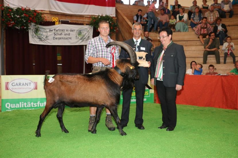 Landessieger Pinzgauer Ziegen - Boecke (Sany) Stdnr. 25 Nothdurfter Sandro (Gross) - Rase de capre vaci oi poze noi 2017 2018