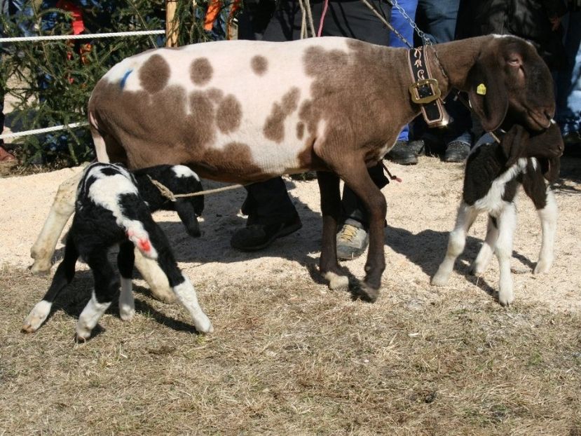 Mieluseii dragalasi-bh76 - Rase de capre vaci oi poze noi 2017 2018