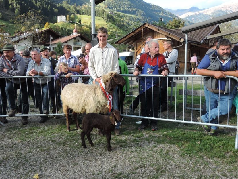 Mieluselul cel maroniu-y688 - Rase de capre vaci oi poze noi 2017 2018