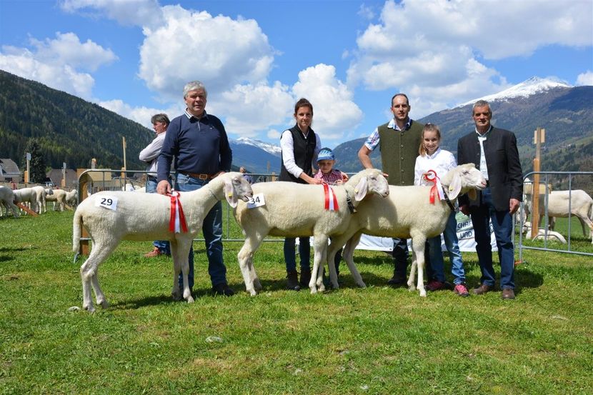 Mielute tinere castigatoare - Rase de capre vaci oi poze noi 2017 2018