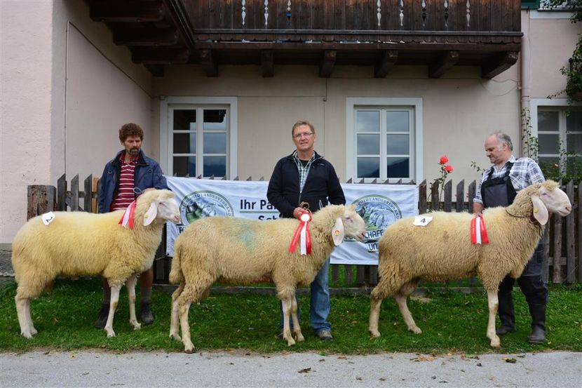 Mielute tinere-76yy - Rase de capre vaci oi poze noi 2017 2018