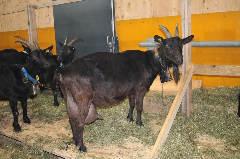 Nera-Verzasca de lapte - Rase de capre vaci oi poze noi 2017 2018