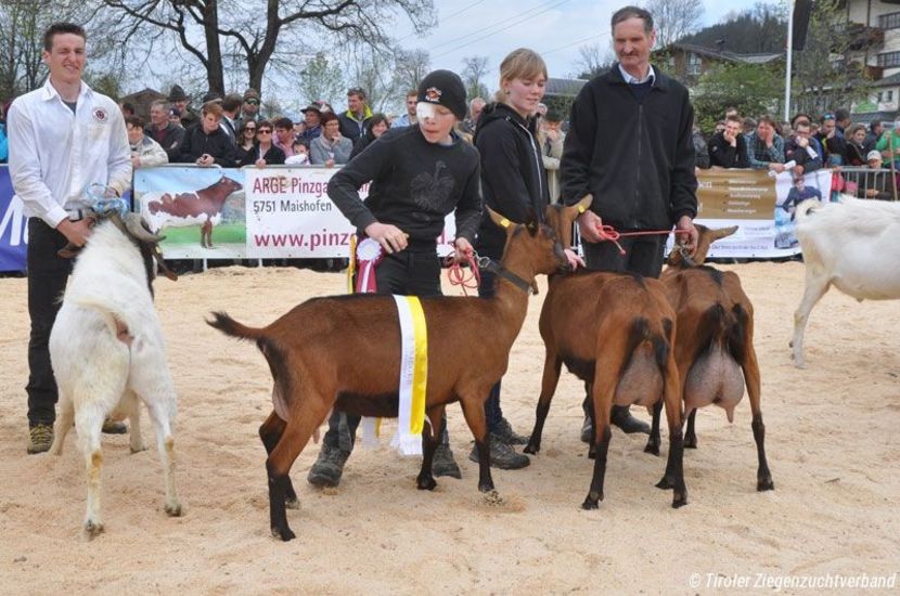 Numai frumuseti- cxf5 - Rase de capre vaci oi poze noi 2017 2018