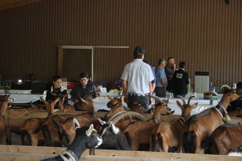 Numai frumuseti de capre-bh76 - Rase de capre vaci oi poze noi 2017 2018