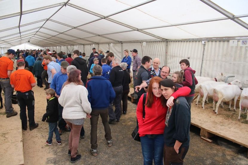 Oameni interesati , nu ca noi romanii,,, - Rase de capre vaci oi poze noi 2017 2018