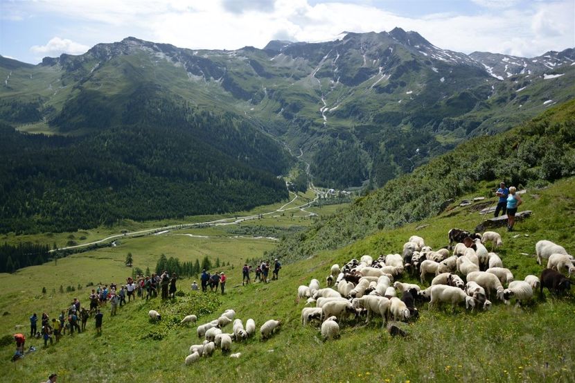 Oameni si oi - Rase de capre vaci oi poze noi 2017 2018