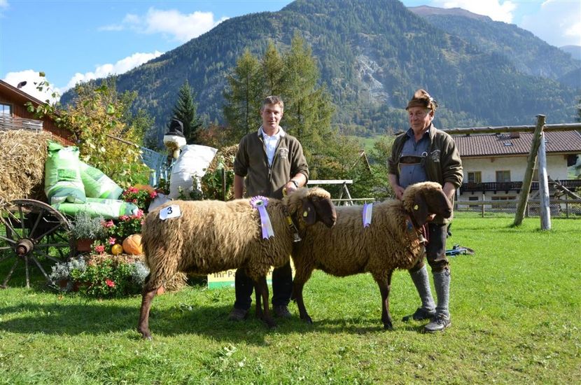 Oi Braunes Bergschaf castigatoare-655 - Rase de capre vaci oi poze noi 2017 2018