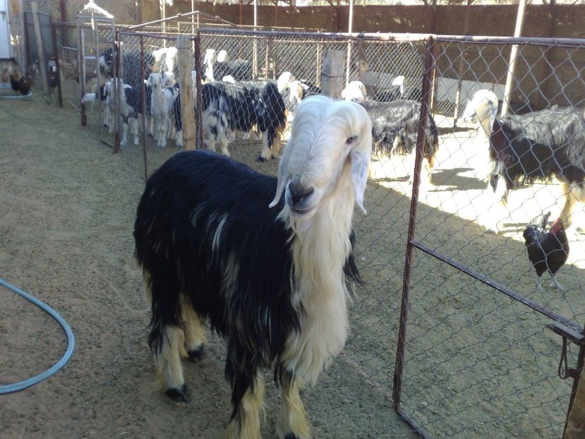 Oi din rasa Najdi - Rase de capre vaci oi poze noi 2017 2018