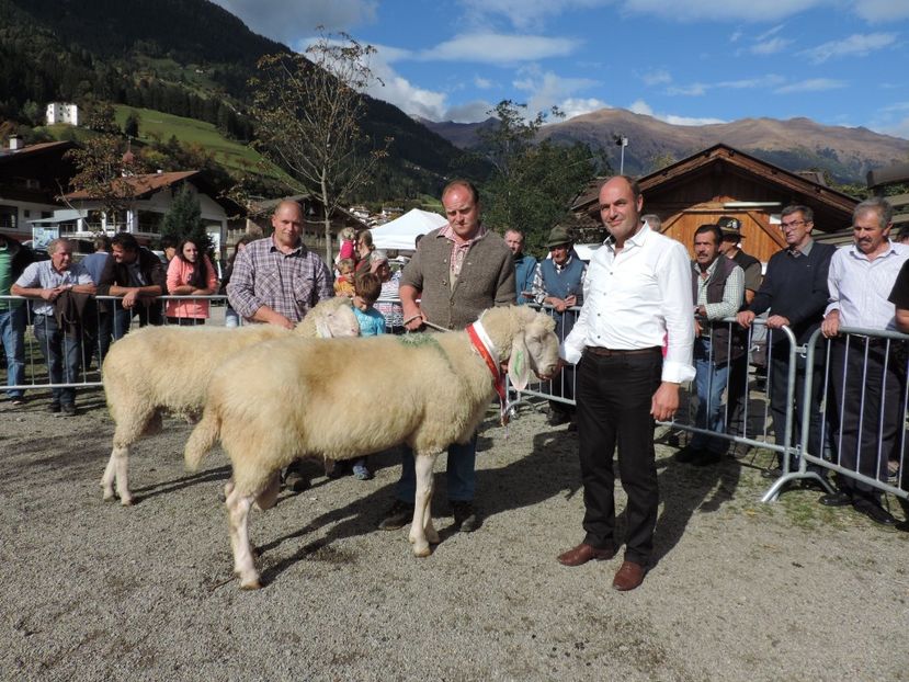 Oi mari de munte Bergschaf,,, - Rase de capre vaci oi poze noi 2017 2018