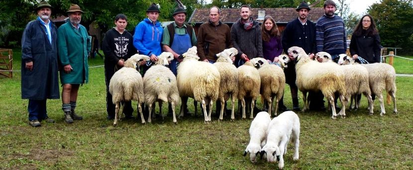 Oile Brillenschaf cu miei la un targ-n6 - Rase de capre vaci oi poze noi 2017 2018