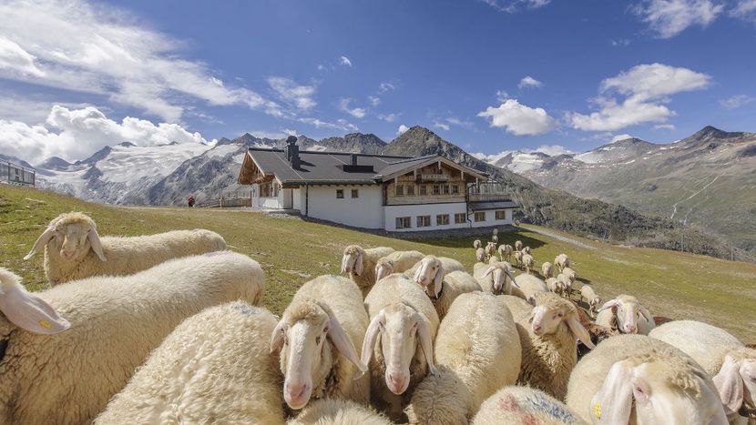 Oile din Alpi-65g - Rase de capre vaci oi poze noi 2017 2018