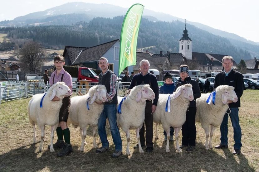 Oile lor austriece - Rase de capre vaci oi poze noi 2017 2018