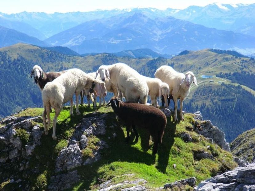Oile pe varful unui munte - Rase de capre vaci oi poze noi 2017 2018
