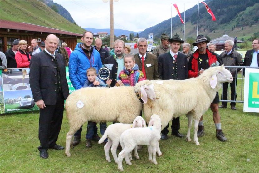 Oitele Bergschaf-nh7 - Rase de capre vaci oi poze noi 2017 2018