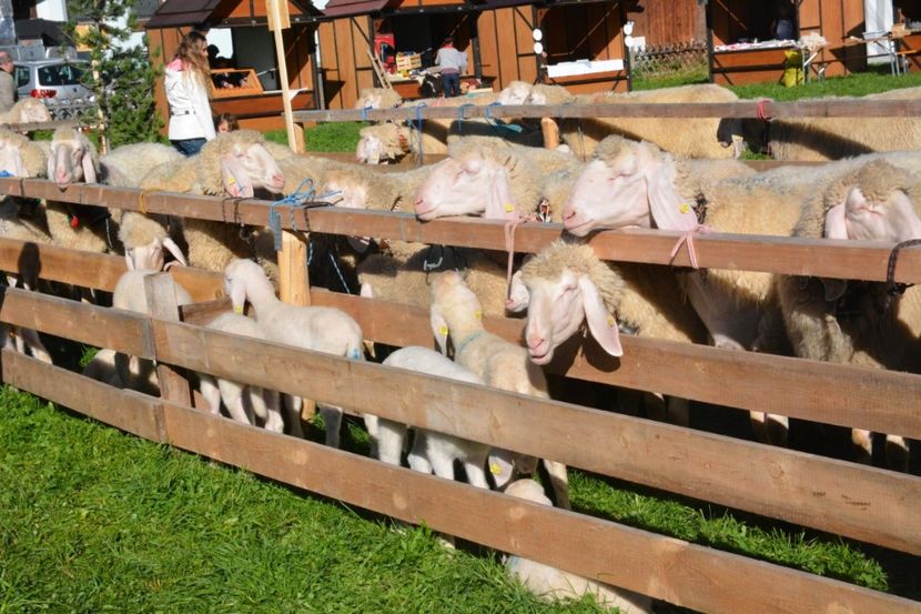 Oitele cam agitate - Rase de capre vaci oi poze noi 2017 2018