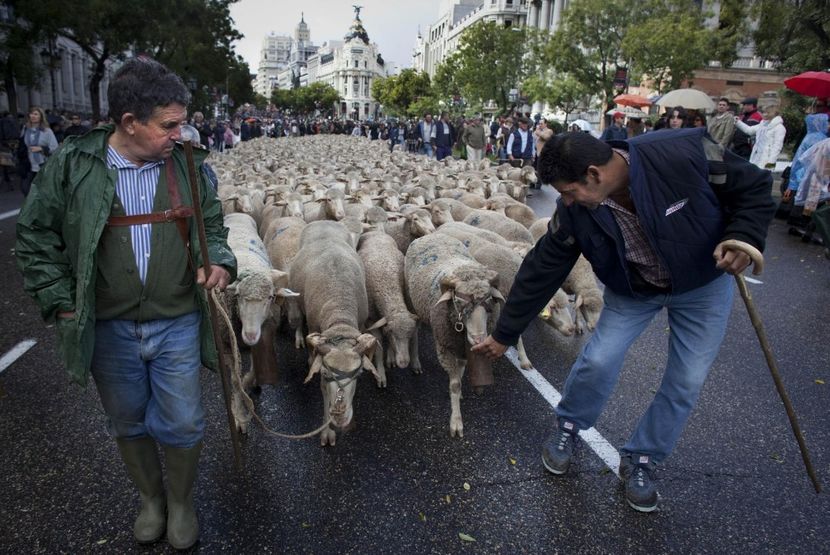 Prin Madrid cu oile - Rase de capre vaci oi poze noi 2017 2018