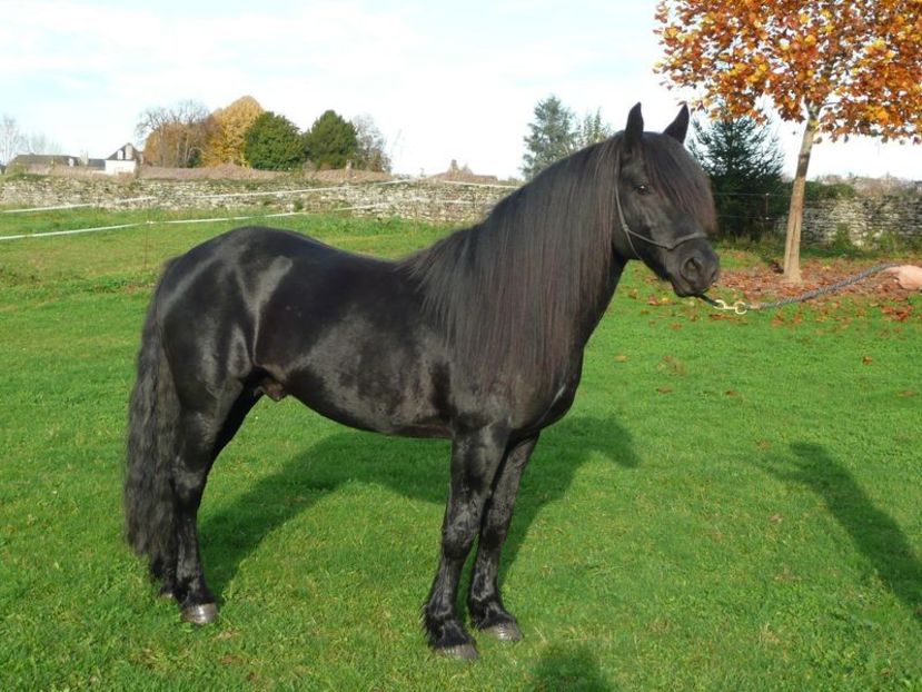 Rasa de cai Merens - Rase de capre vaci oi poze noi 2017 2018