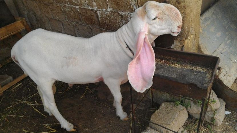 Rasa de oi Kajla - Rase de capre vaci oi poze noi 2017 2018