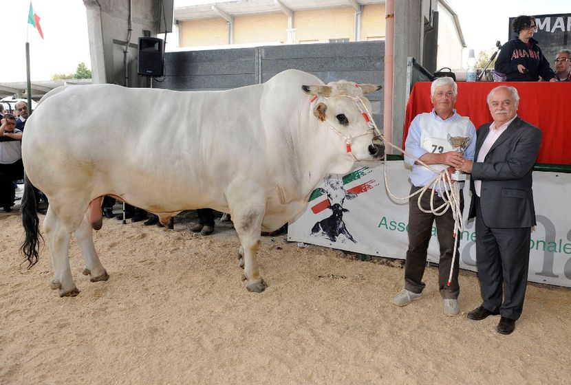 Rasa Marchigiana - Rase de capre vaci oi poze noi 2017 2018